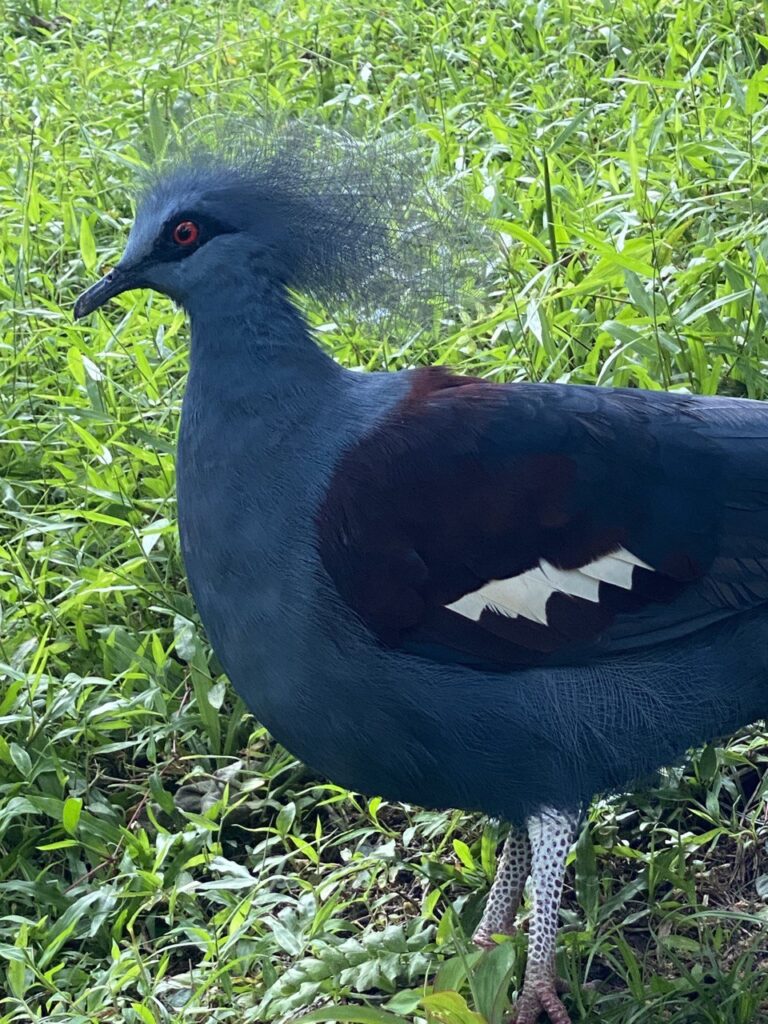 Kuala Lumpur Bird Park, Malaysia