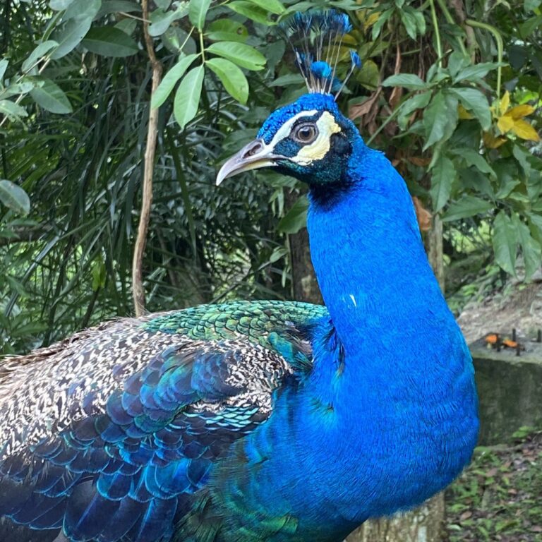 Kuala Lumpur Bird Park, Malaysia