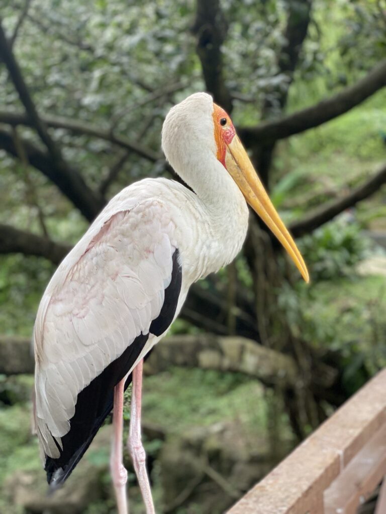 Kuala Lumpur Bird Park, Malaysia