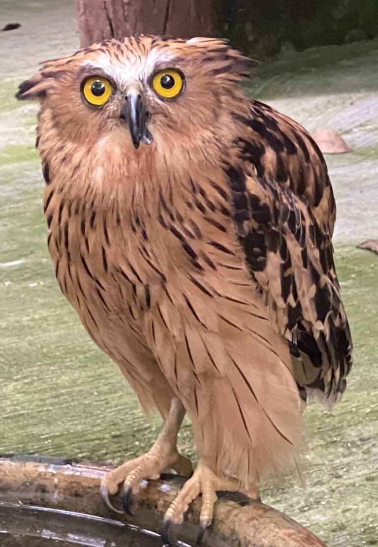 Kuala Lumpur Bird Park, Malaysia