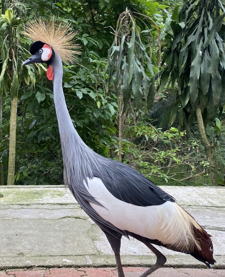 Kuala Lumpur Bird Park, Malaysia