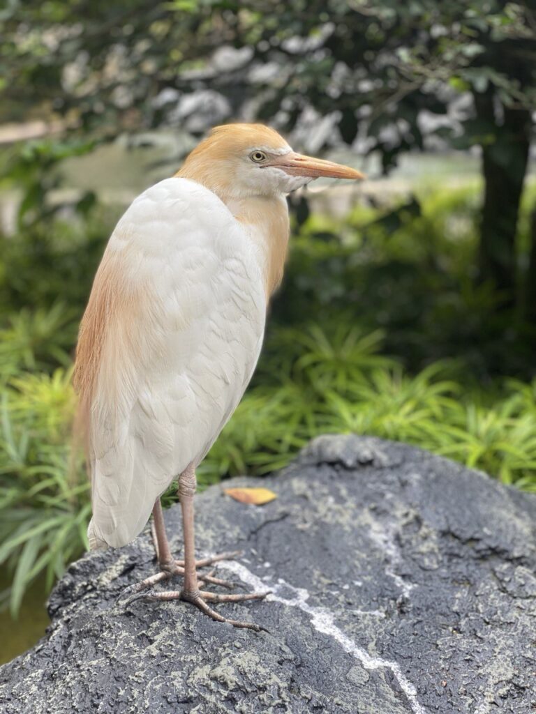 Kuala Lumpur Bird Park, Malaysia