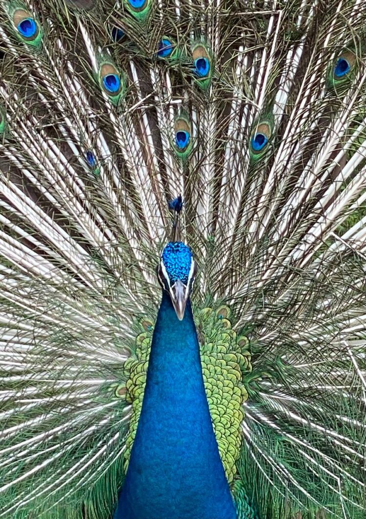 KL Bird Park, Kuala Lumpur