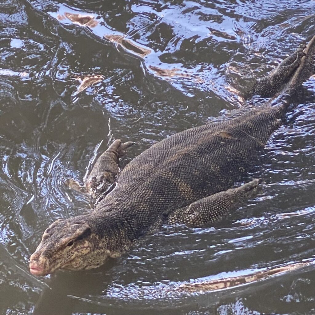 Monitor lizard, Malacca River, Malaysia