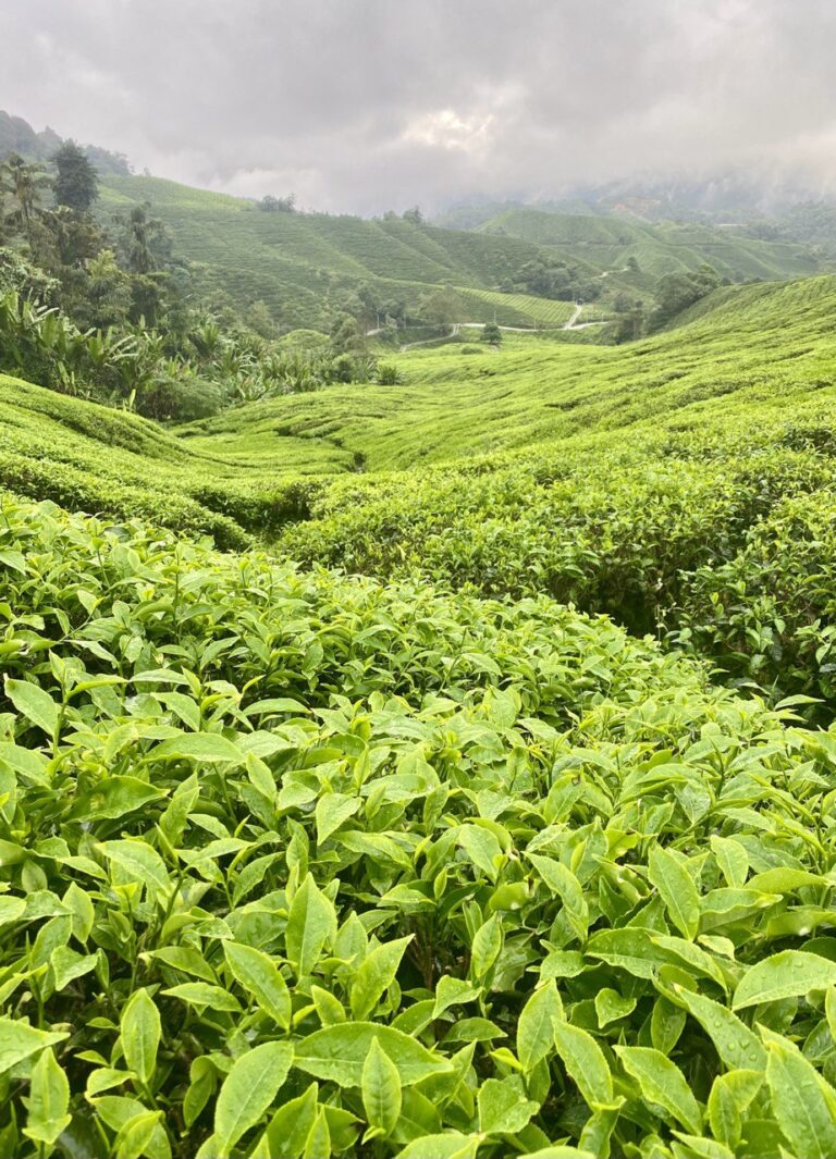 Cameron Highlands, Malaysia