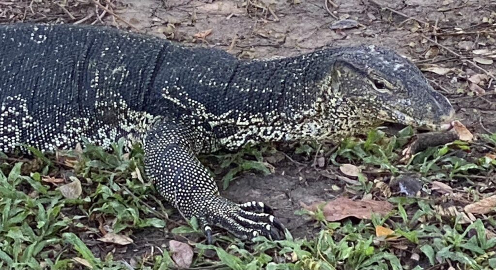 Lumphini Park, Bangkok, Thailand