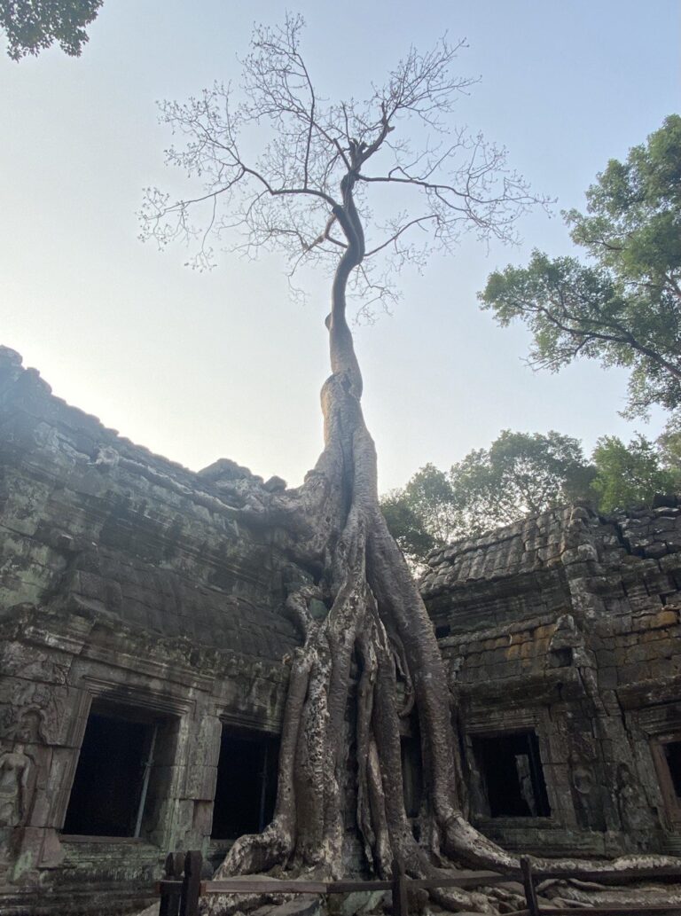 Ta Prohm, Angkor Wat complex, Cambodia