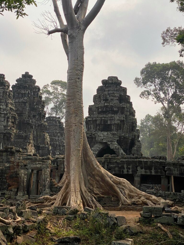 Ta Prohm, Angkor Wat complex, Cambodia