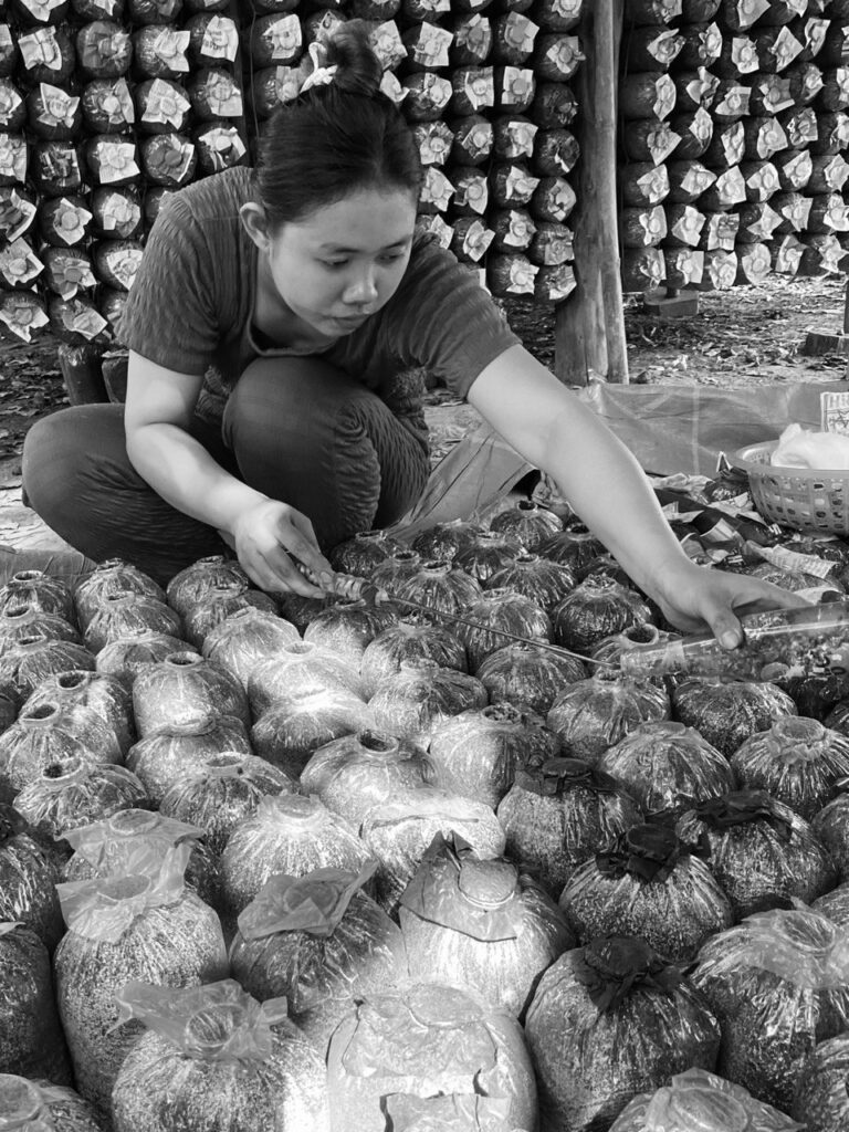 Mushroom farm, Kratie District, Cambodia