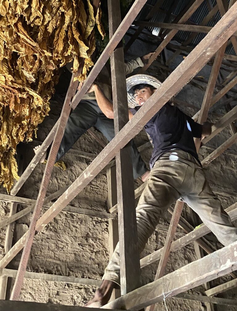 Tobacco packing, Chhloung, Kratie District, Cambodia