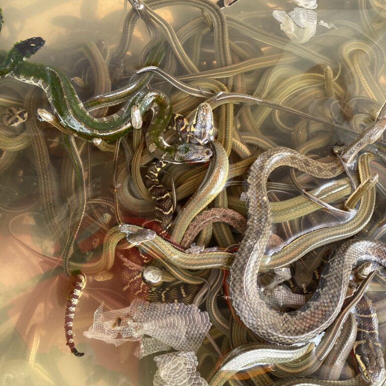 Dried snake stall, Kratie District, Cambodia