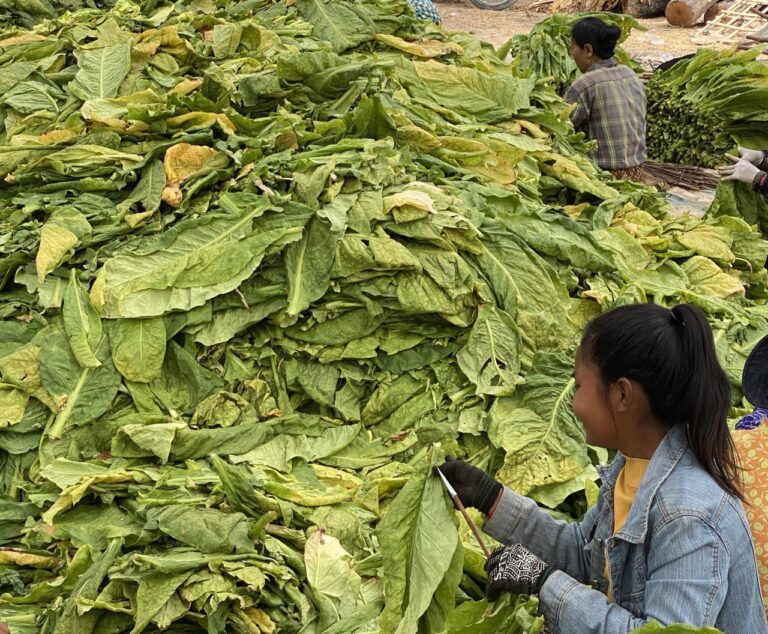 Tobacco farm, Kratie District, Cambodia