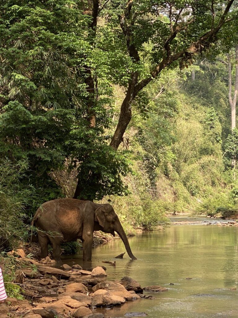 Mondulkiri Project Elephant Sanctuary, Mondulkiri, Cambodia