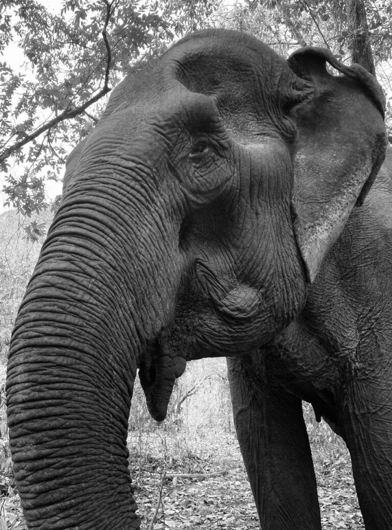 Mondulkiri Project Elephant Sanctuary, Mondulkiri, Cambodia