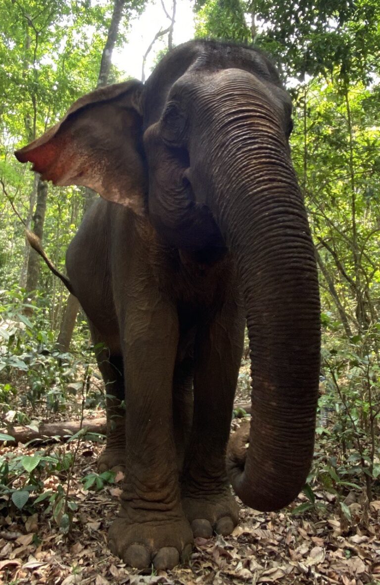 Mondulkiri Project Elephant Sanctuary, Mondulkiri, Cambodia