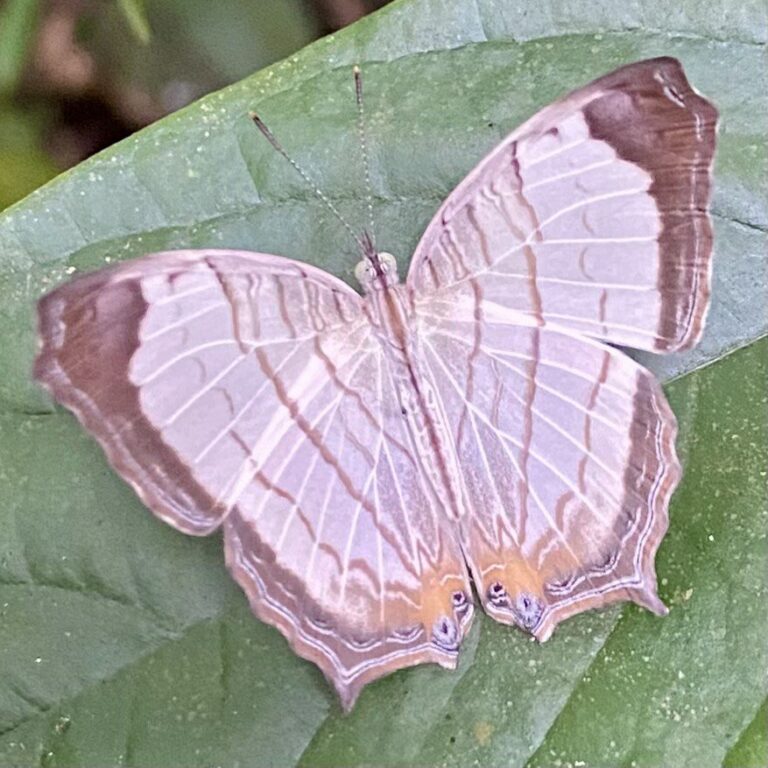 National park, Cat Ba, Vietnam