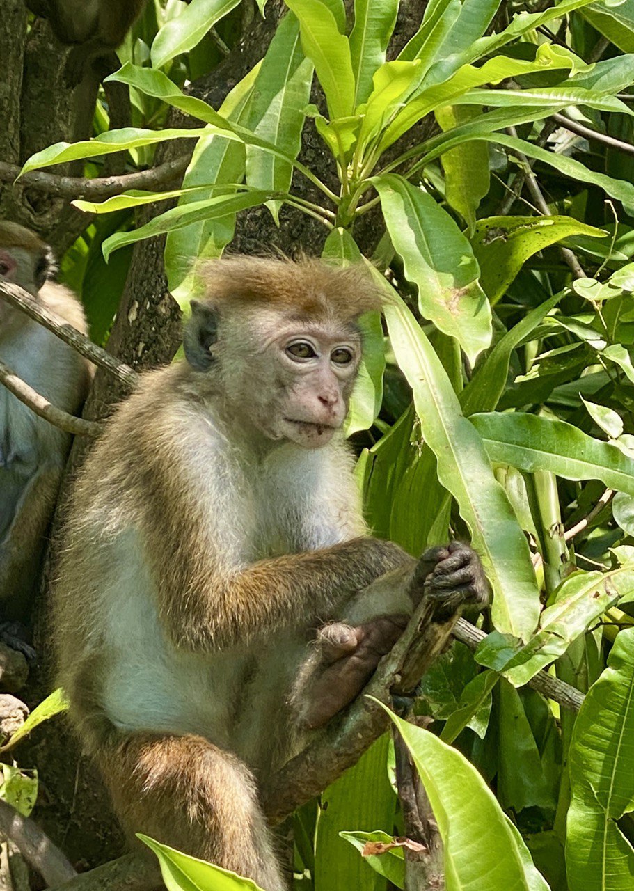 Melancholy monkey, Nilwala River, Matara, Sri Lanka