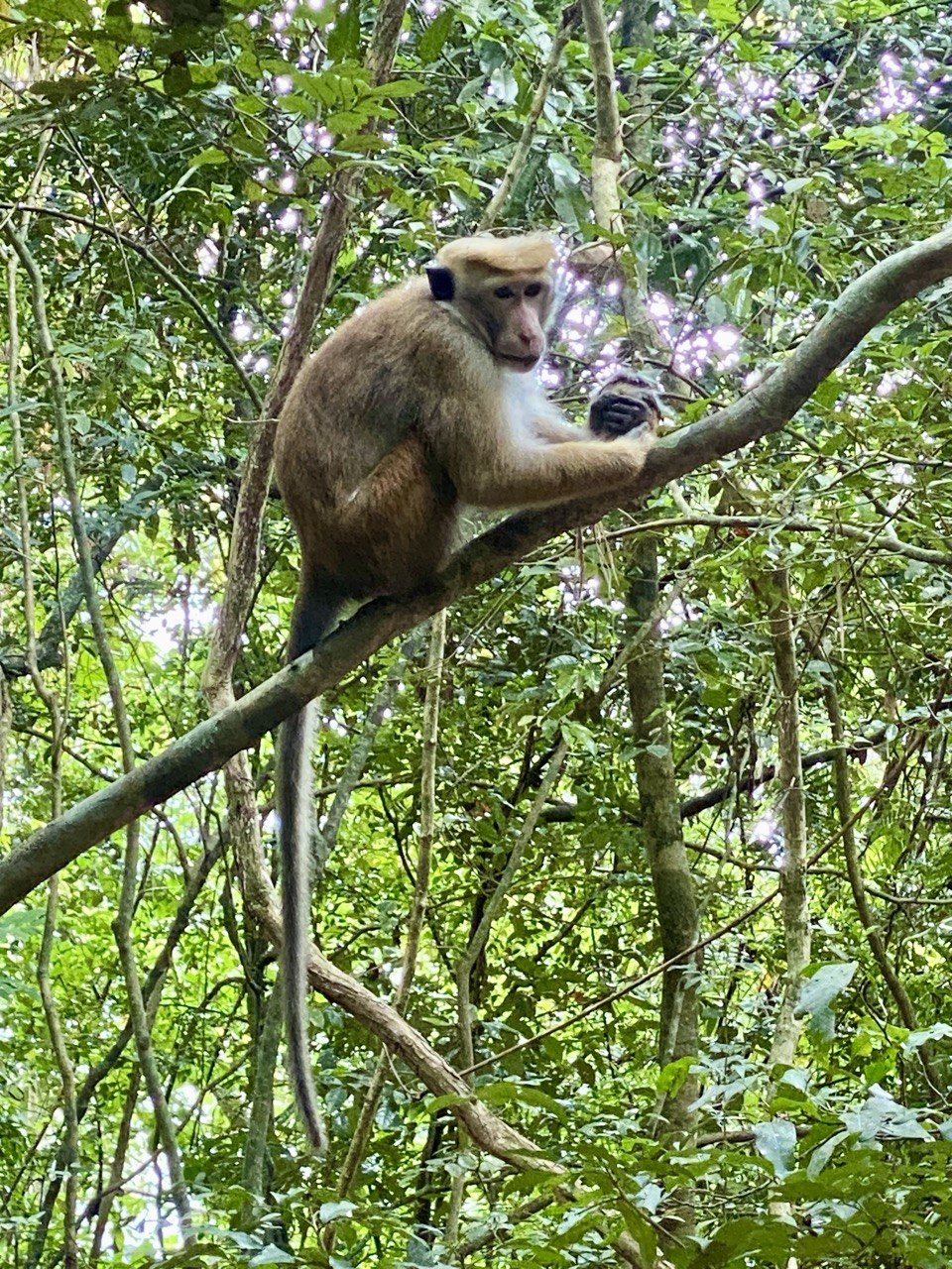 Melancholey, Sri Lanka