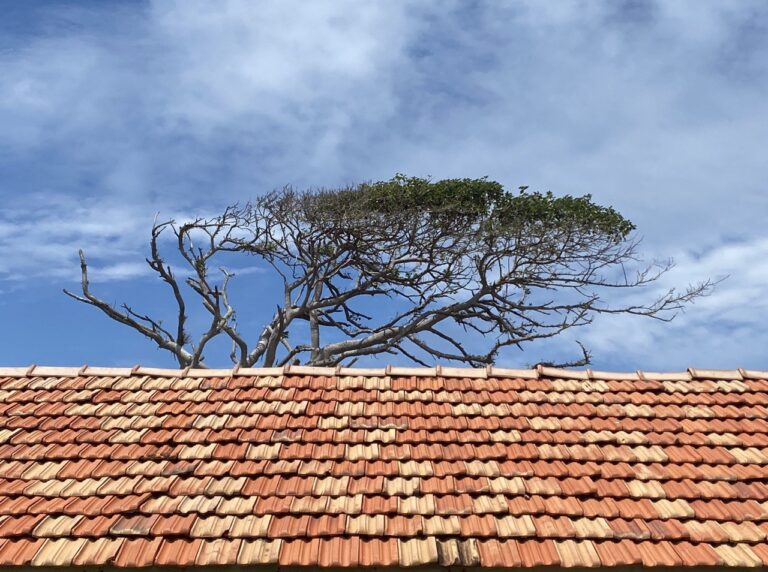 Roof & tree, Sri Lanka