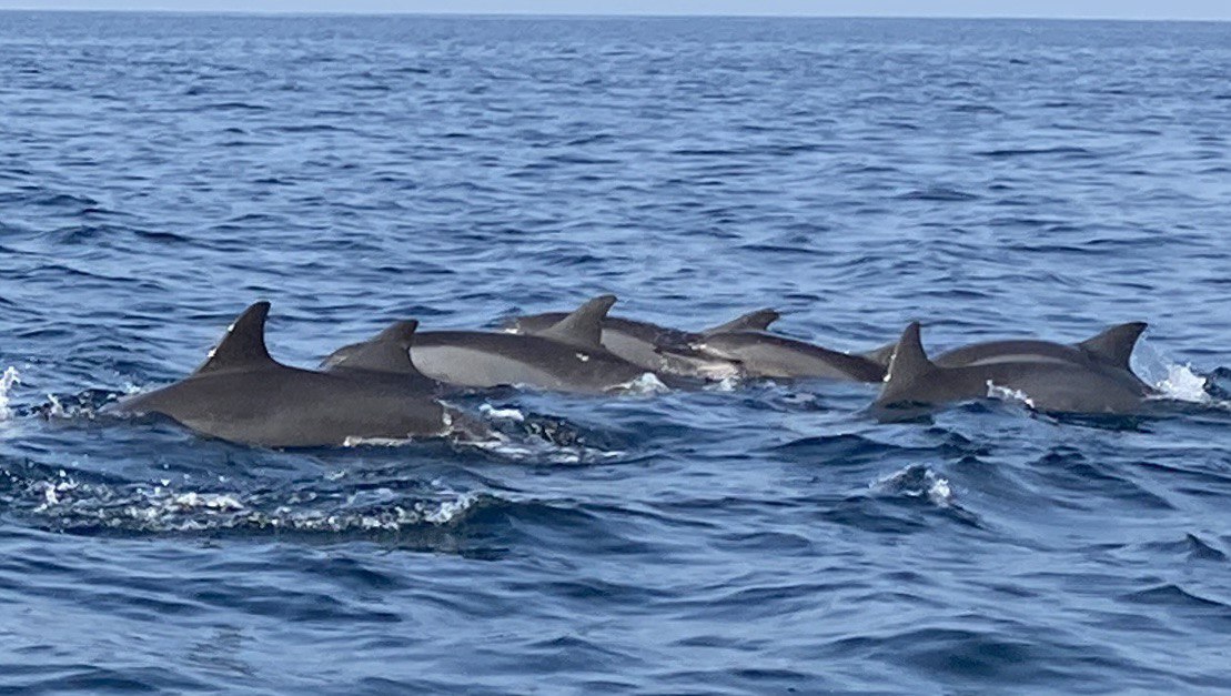 Dolphins off Kalpitiya beach, Sri Lanka