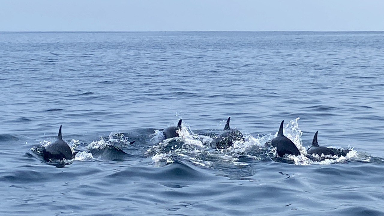 Dolphins off Kalpitiya beach, Sri Lanka