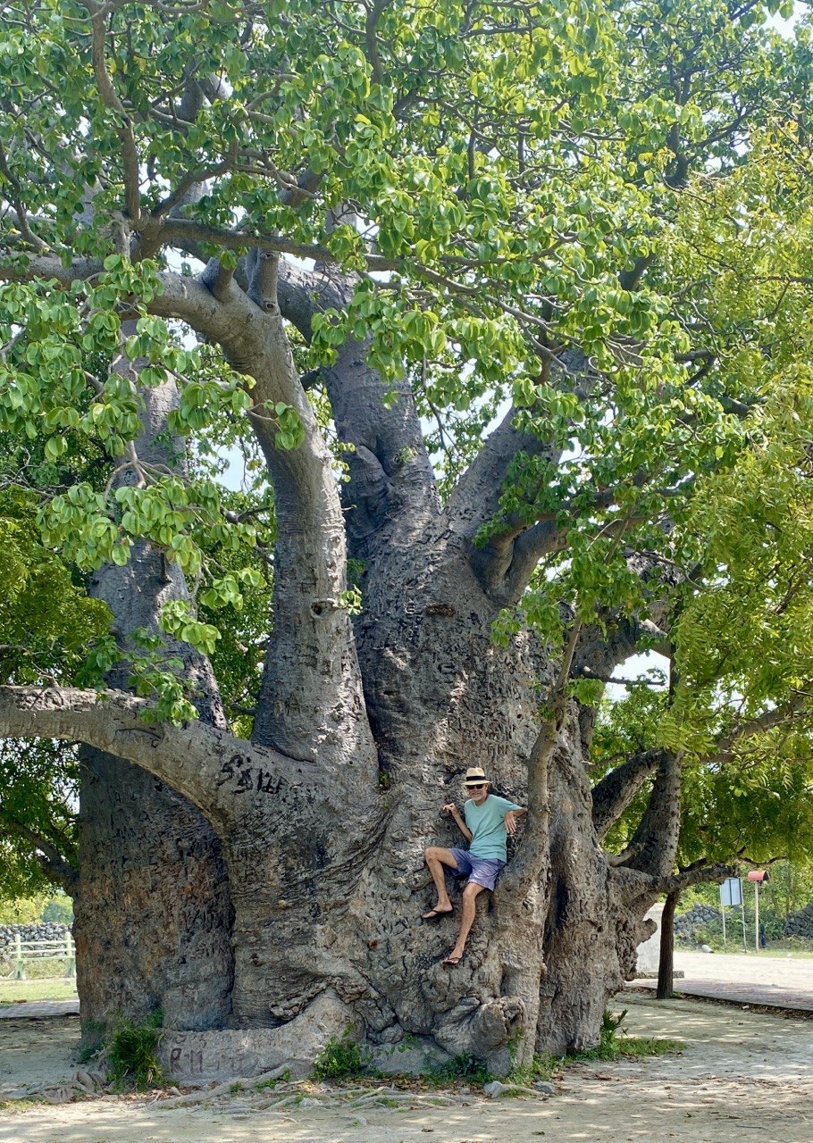 Giant baobob tree, Delft island, Sri Lanka