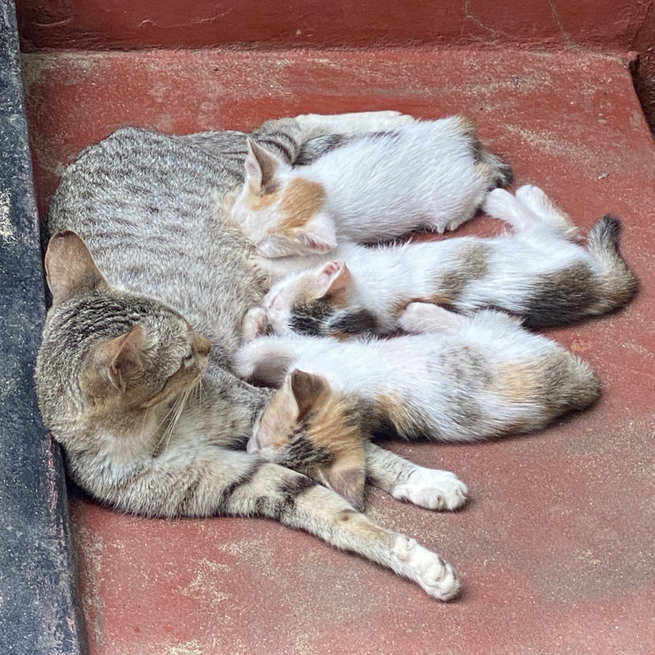 Kittens, Nilaveli, Sri Lanka