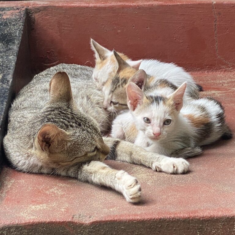 IMG_20260304_172647_638