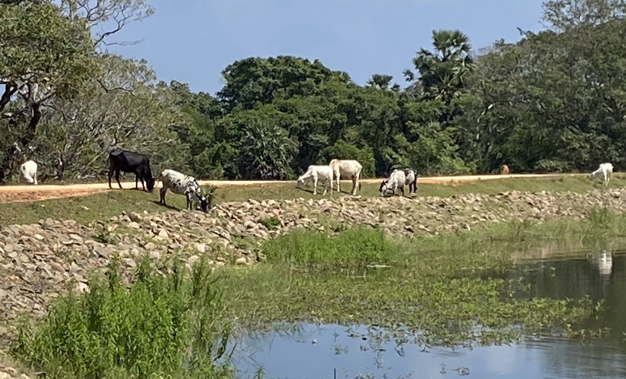 Lake near Welgam Vihara, Sri Lanka