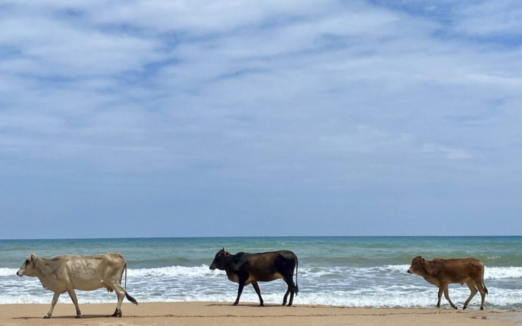 Cows on Nilaveli beach, Sri Lanka
